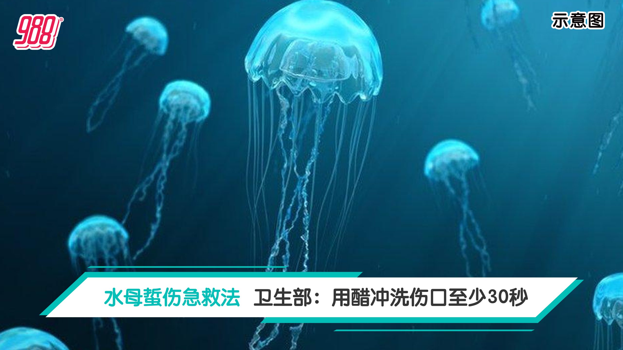 水母蜇伤急救法 卫生部：用醋冲洗伤口至少 30 秒