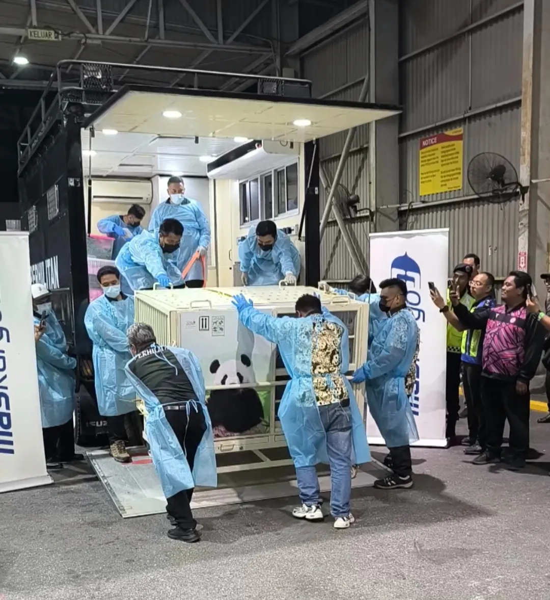 大熊猫“辰星”“晓月”抵达马来西亚