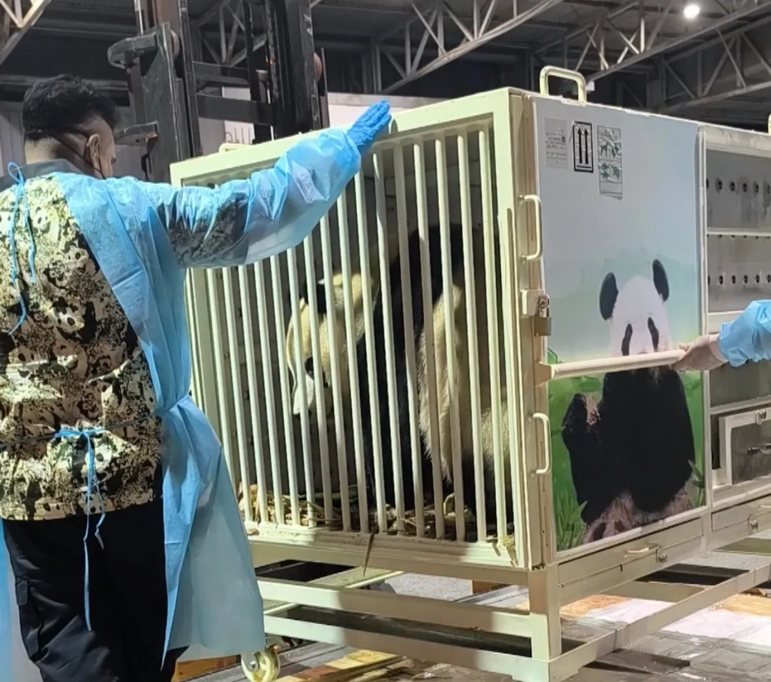 大熊猫“辰星”“晓月”抵达马来西亚